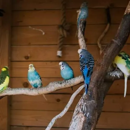 펜션 Na Lesnej 케티